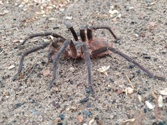 Acanthoscurria natalensis
