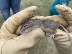 Perognathinae