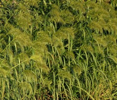 Echinochloa walteri
