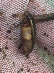 Cybister lateralimarginalis