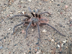 Acanthoscurria natalensis