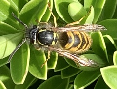 Vespula vulgaris