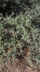 Ceanothus cordulatus