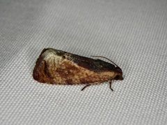 Cryptophlebia ombrodelta