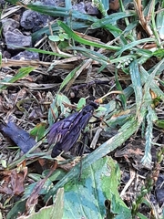 Gnamptopelta obsidianator