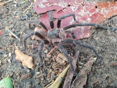 Acanthoscurria natalensis
