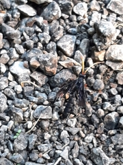 Gnamptopelta obsidianator