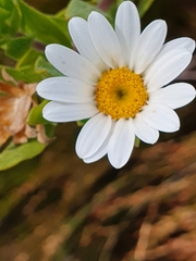 Osmitopsis asteriscoides