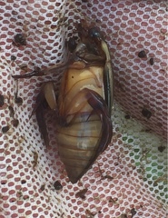 Cybister lateralimarginalis