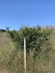 Vachellia farnesiana