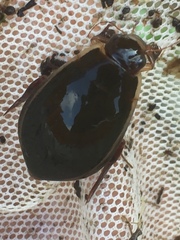 Cybister lateralimarginalis