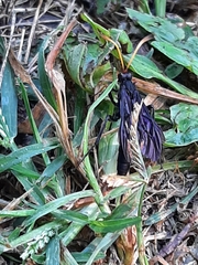 Gnamptopelta obsidianator