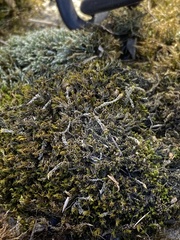 Fontinalis antipyretica