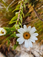 Osmitopsis asteriscoides
