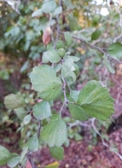 Crataegus uniflora