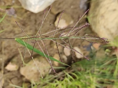 Leptochloa panicea