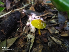 Gliophorus