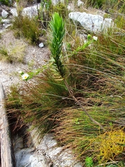 Osmitopsis asteriscoides