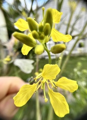 Rhamphospermum nigrum