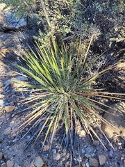 Yucca angustissima