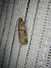 Conobathra tricolorella