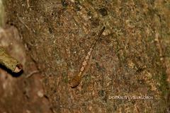 Anolis uniformis