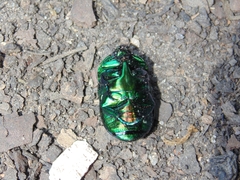 Macraspis lucida