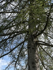 Larix
