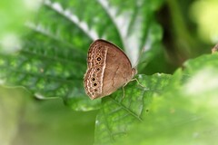 Mycalesis perseoides