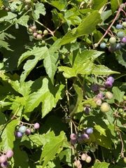 Ampelopsis glandulosa