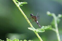 Orchithemis pulcherrima