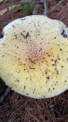 Amanita