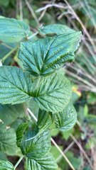 Rubus idaeus