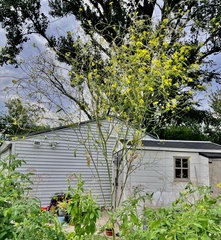 Rhamphospermum nigrum