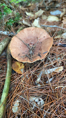 Lactarius xanthogalactus