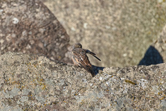 Plectrophenax nivalis