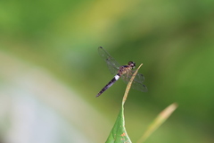 Orchithemis pulcherrima