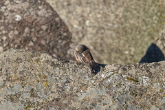 Plectrophenax nivalis