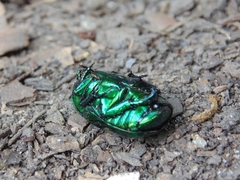 Macraspis lucida