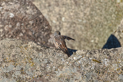 Plectrophenax nivalis