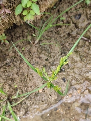 Cyperus iria