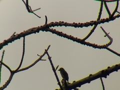 Psilopogon haemacephalus