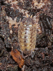 Porcellio
