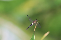 Orchithemis pulcherrima