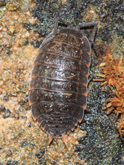 Porcellio