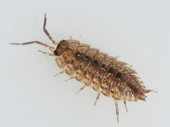 Porcellio