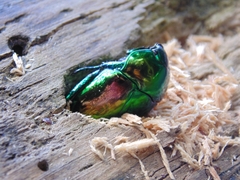 Macraspis lucida