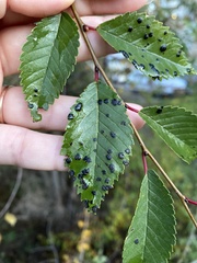 Wilsonomyces carpophilus
