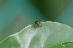Calliphoridae