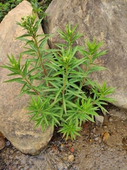 Penthorum chinense